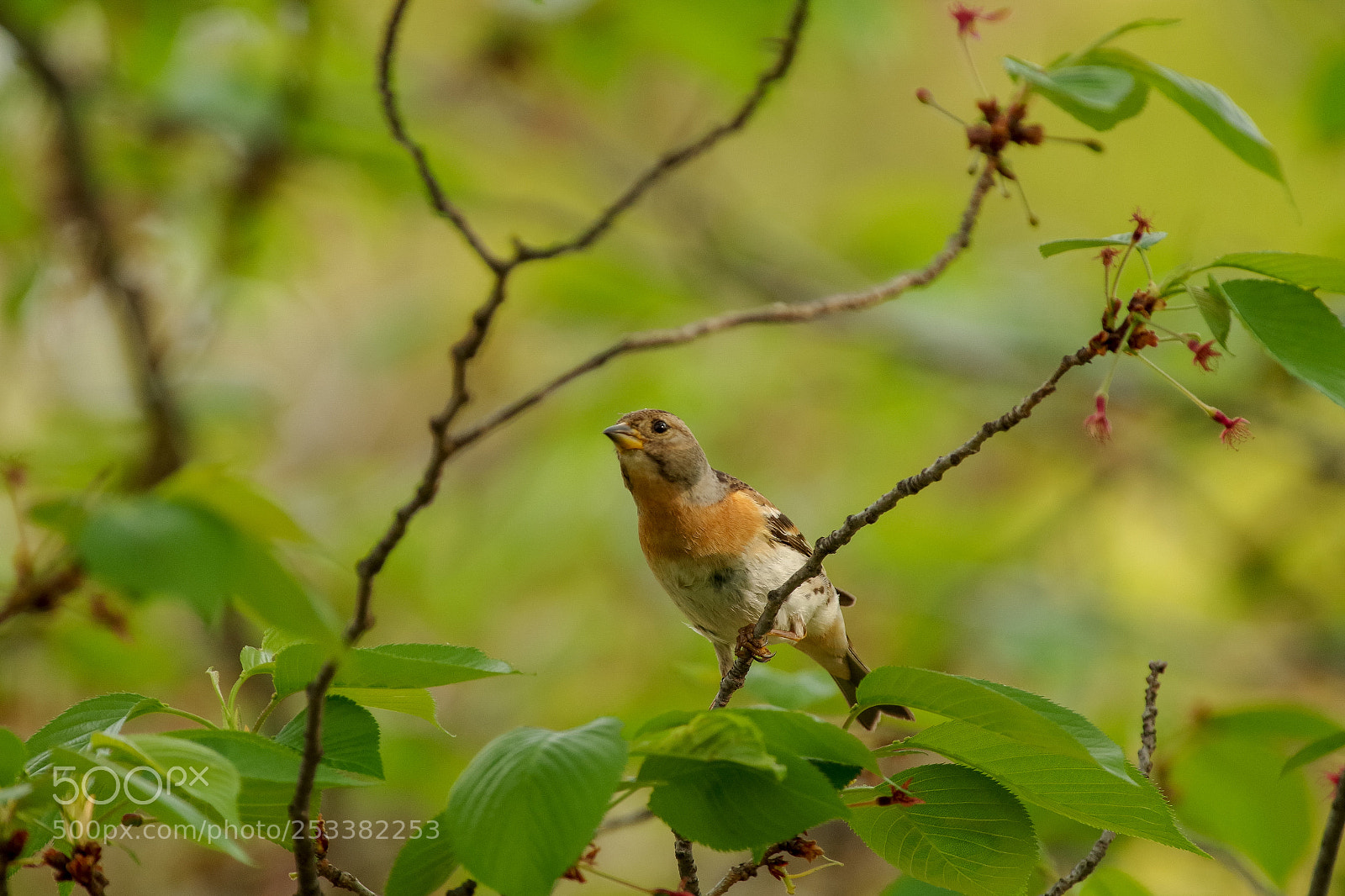 Pentax K-S2 sample photo. Brambling bird in spring photography