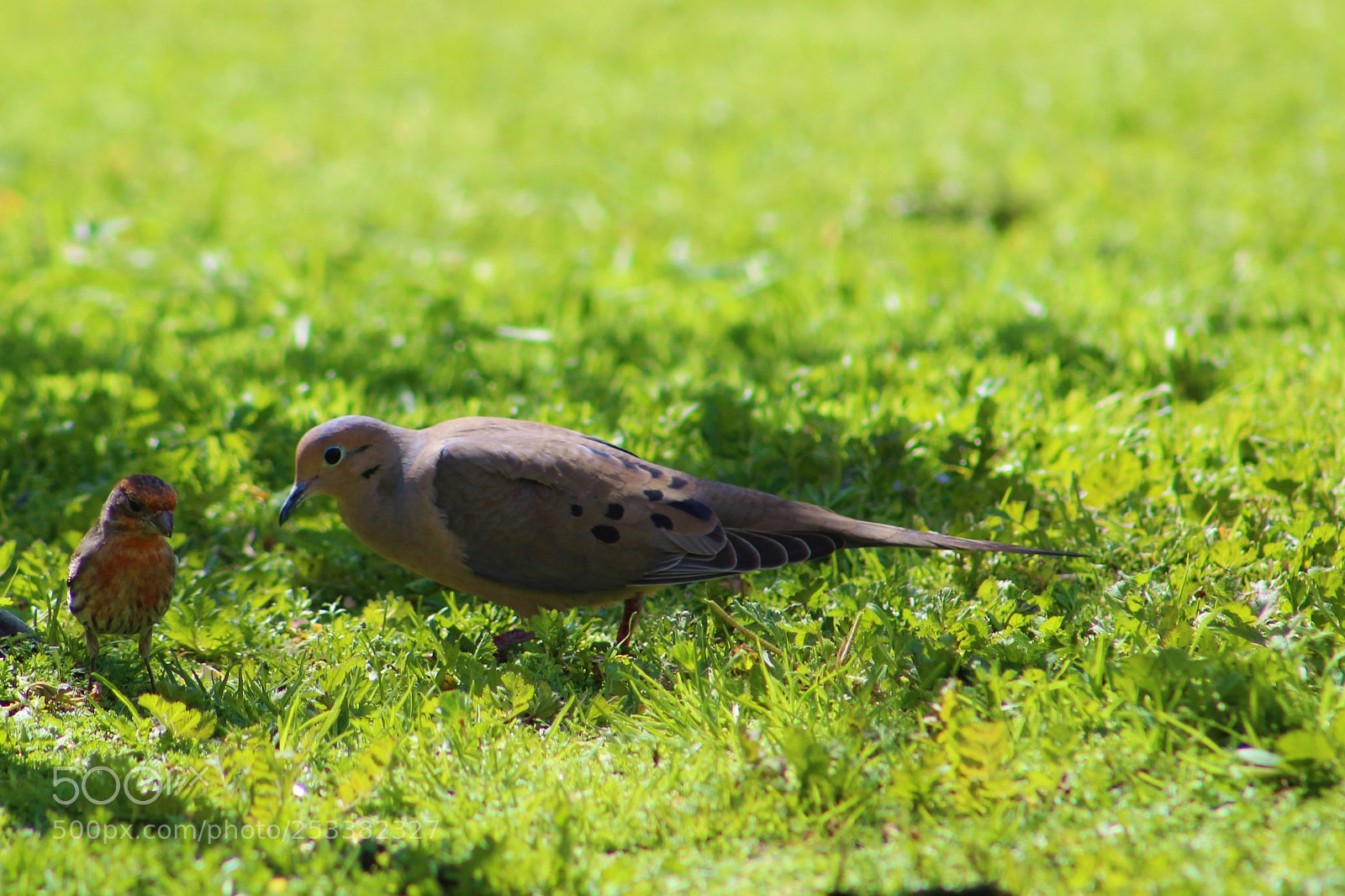 Canon EOS 1300D (EOS Rebel T6 / EOS Kiss X80) sample photo. Feathered friends photography