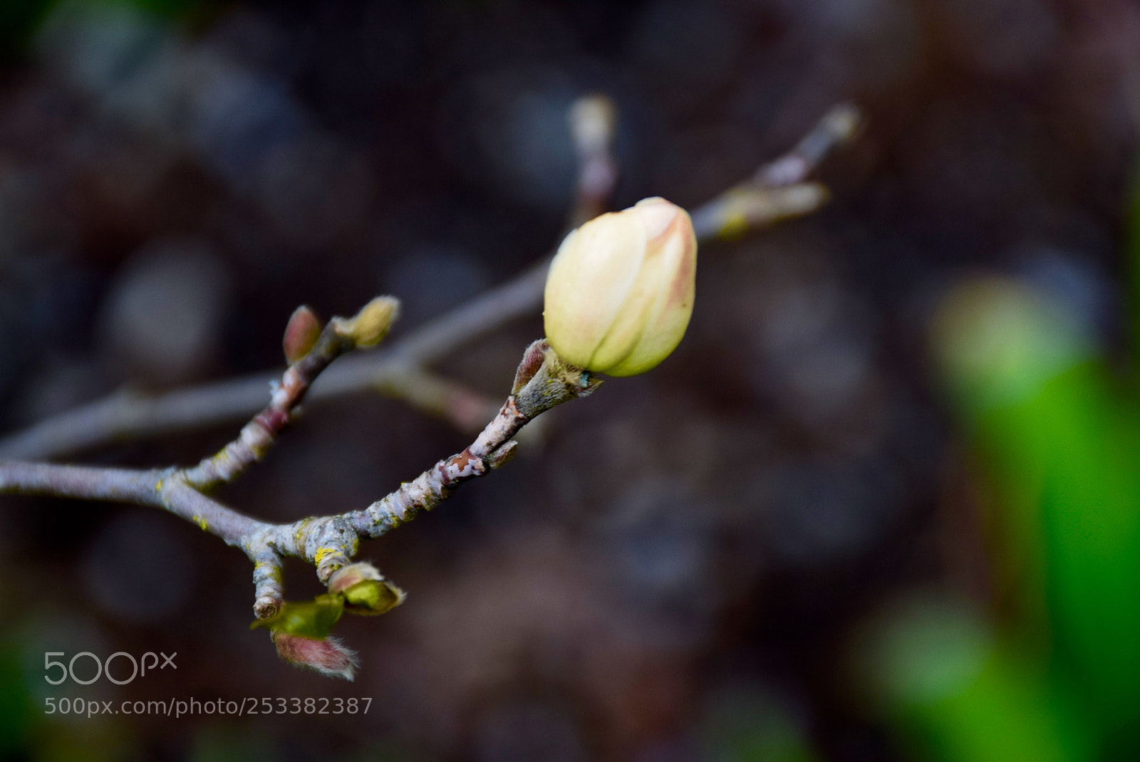 Nikon D3300 sample photo. { preparation } photography