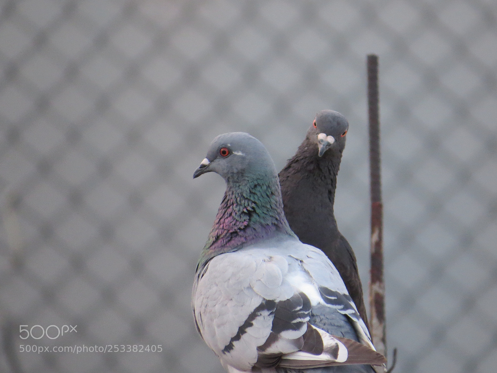Canon PowerShot SX50 HS sample photo. What? photography