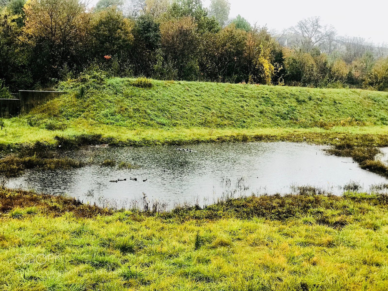 Apple iPhone 7 Plus sample photo. Ducks in a pond photography