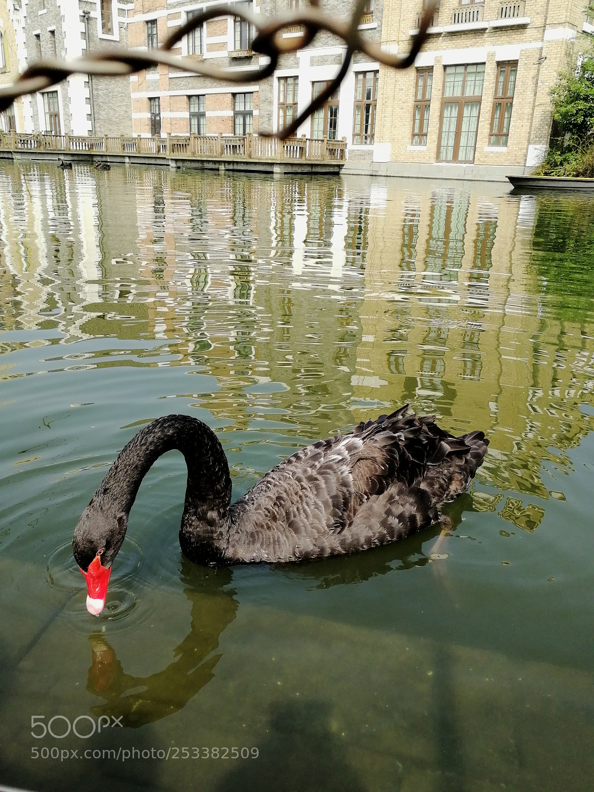 HUAWEI Honor 9 sample photo. Black swan photography
