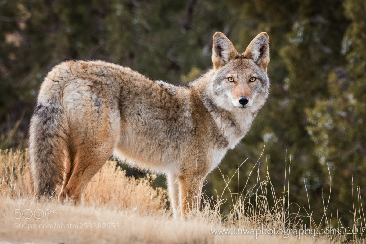 Nikon D500 sample photo. The coyote staredown photography
