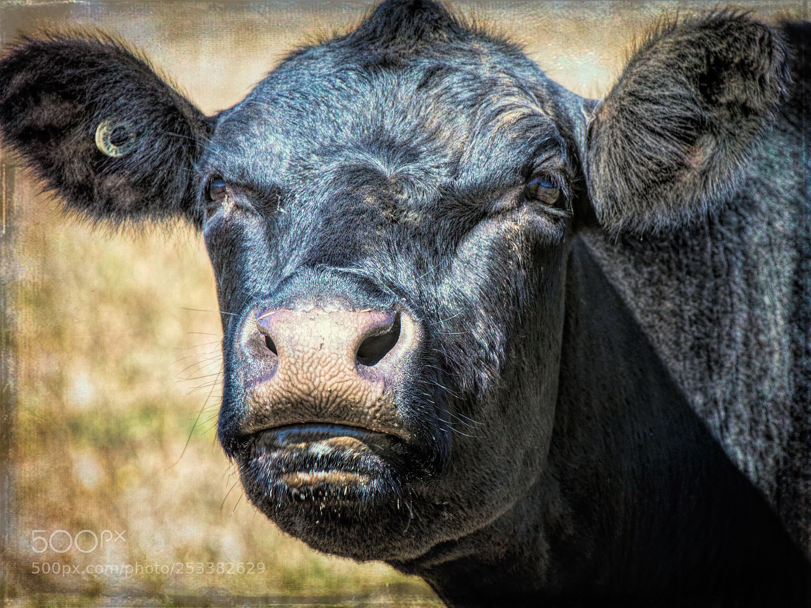 Canon EOS 80D sample photo. Moo! photography
