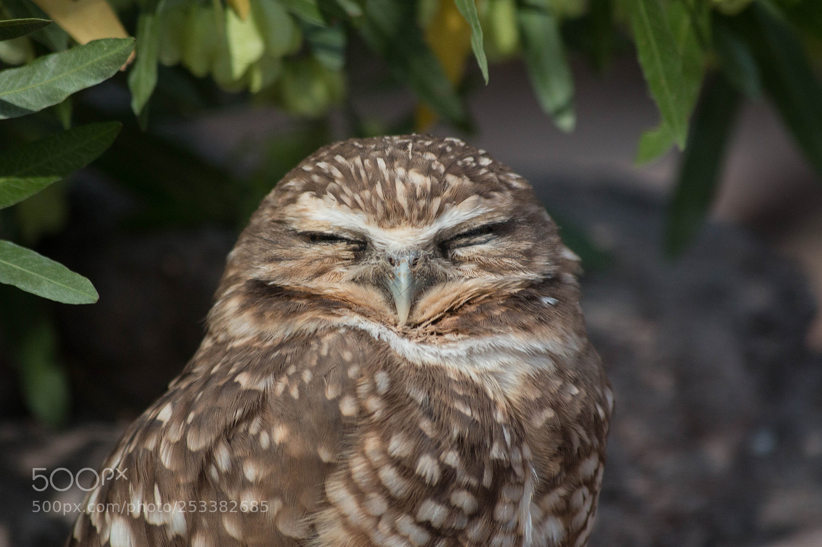 Canon EOS 70D sample photo. Smile! photography