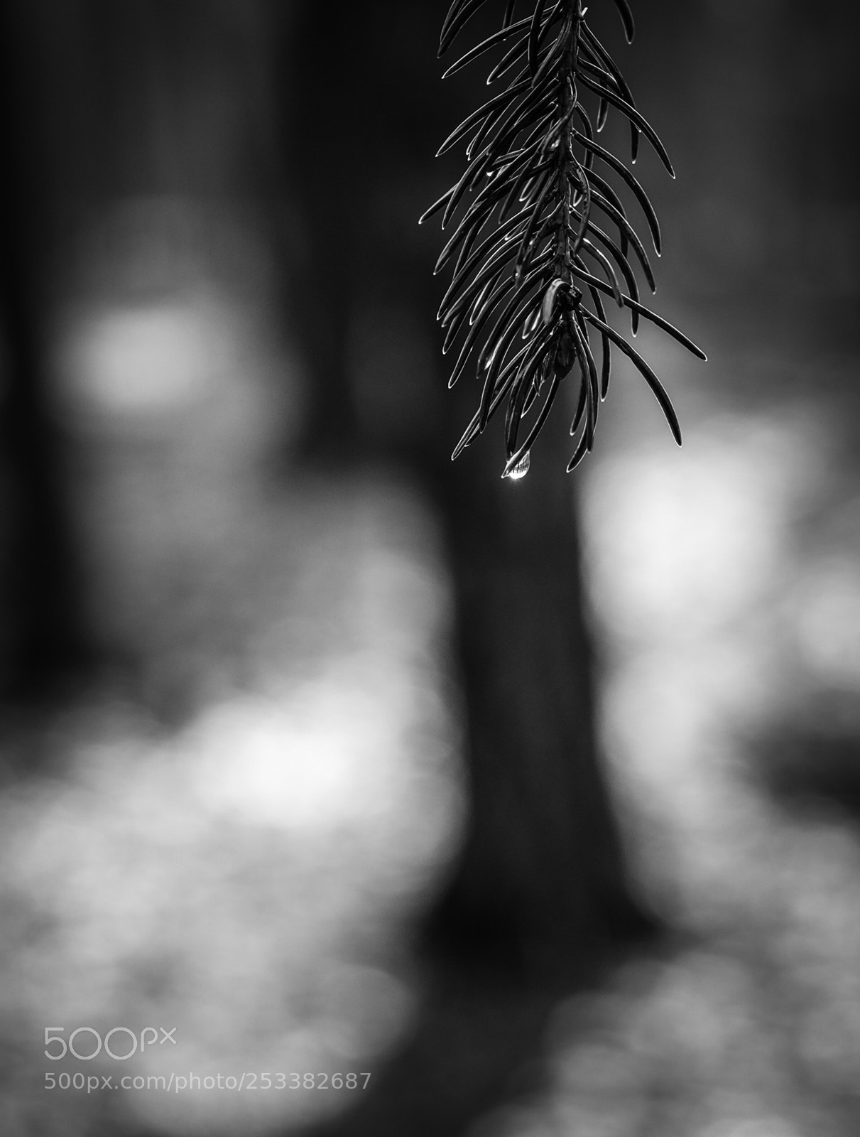 Fujifilm X-T1 sample photo. After the rain photography