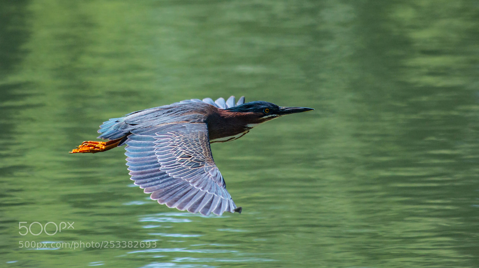 Canon EOS 70D sample photo. Blue, not green! photography