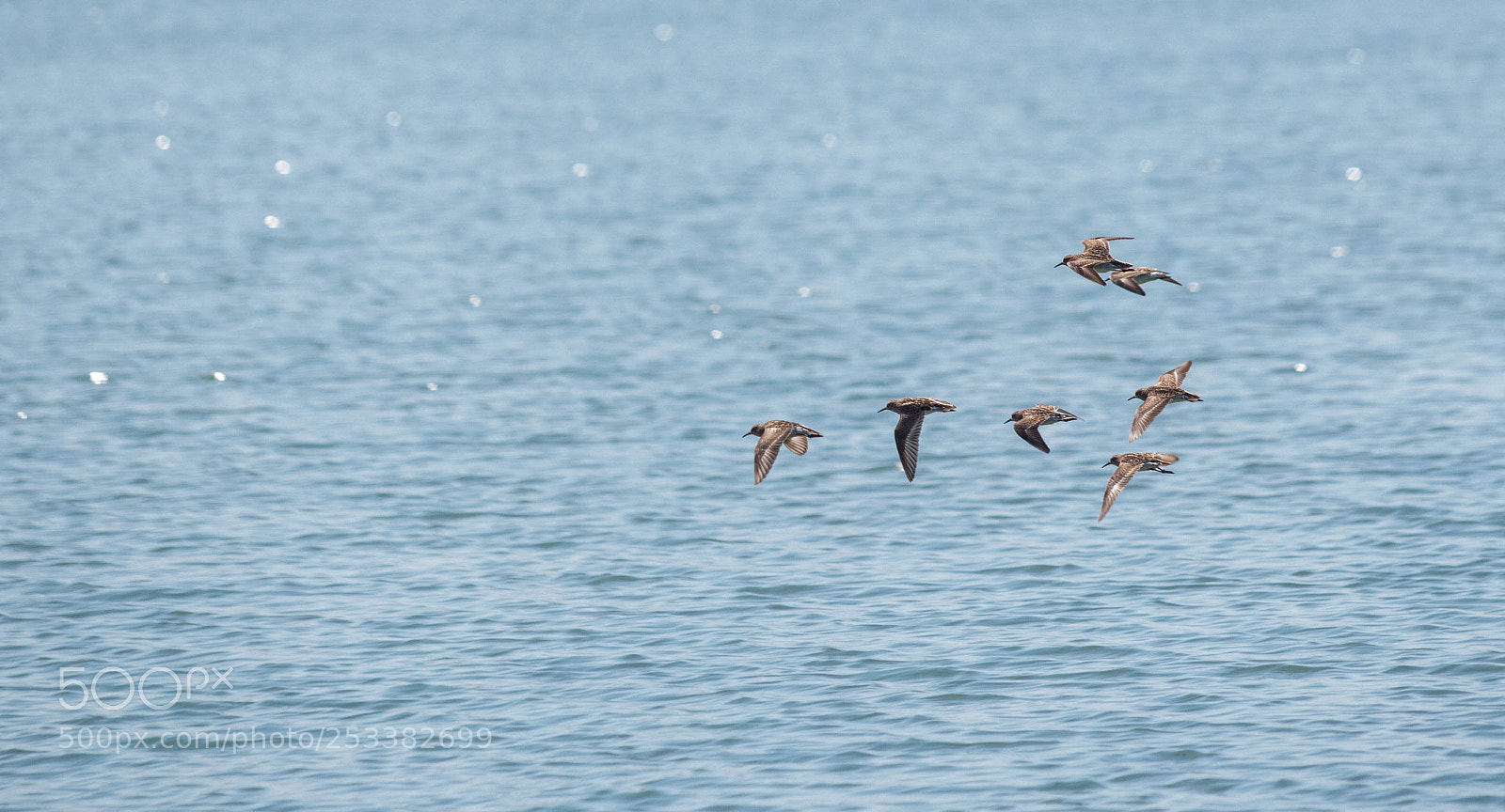 Canon EOS 70D sample photo. Birds of a feather photography