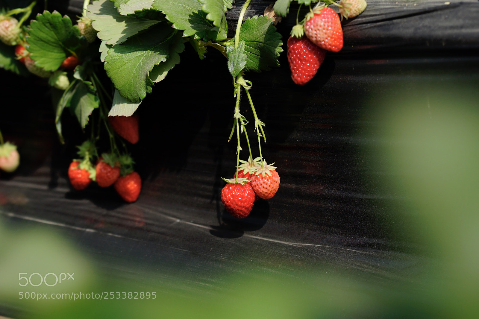 Sony a7 II sample photo. 草莓熟了 photography