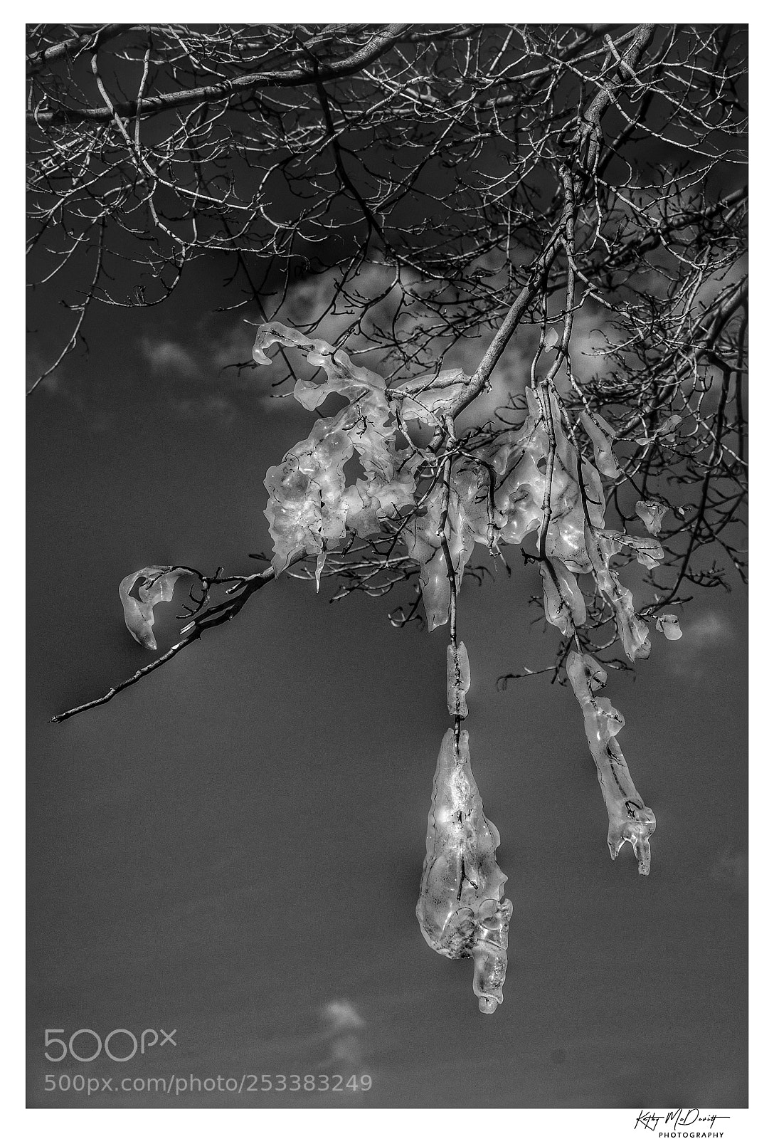 Nikon D500 sample photo. Untitled photography
