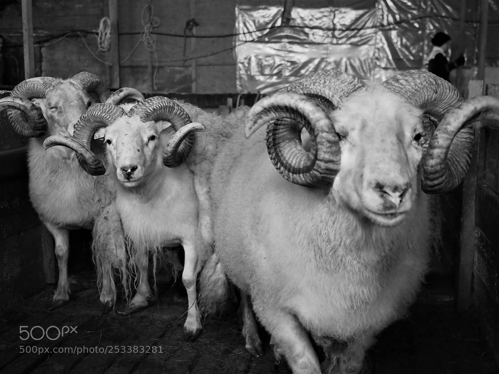 Olympus OM-D E-M5 II sample photo. Rams photography