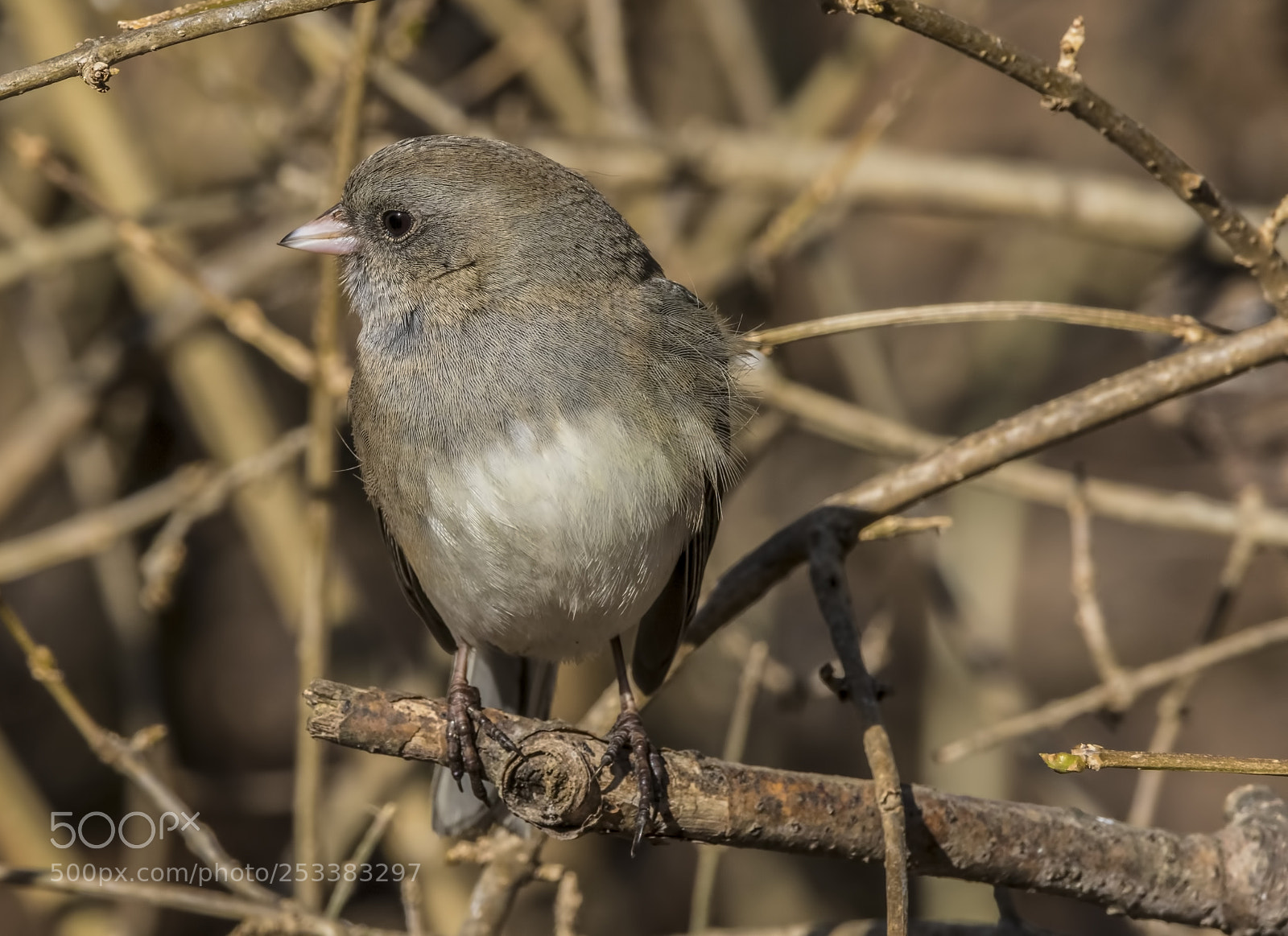 Canon EOS 7D Mark II sample photo. Dark eyed junco photography