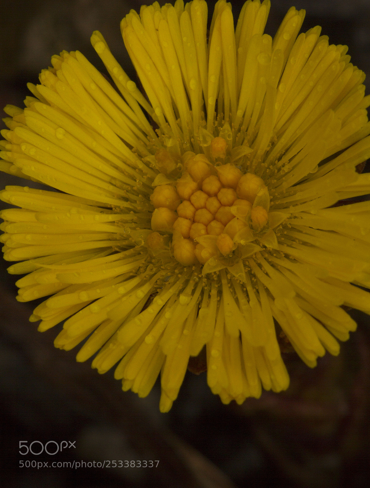 Canon EOS 7D sample photo. First spring flower photography