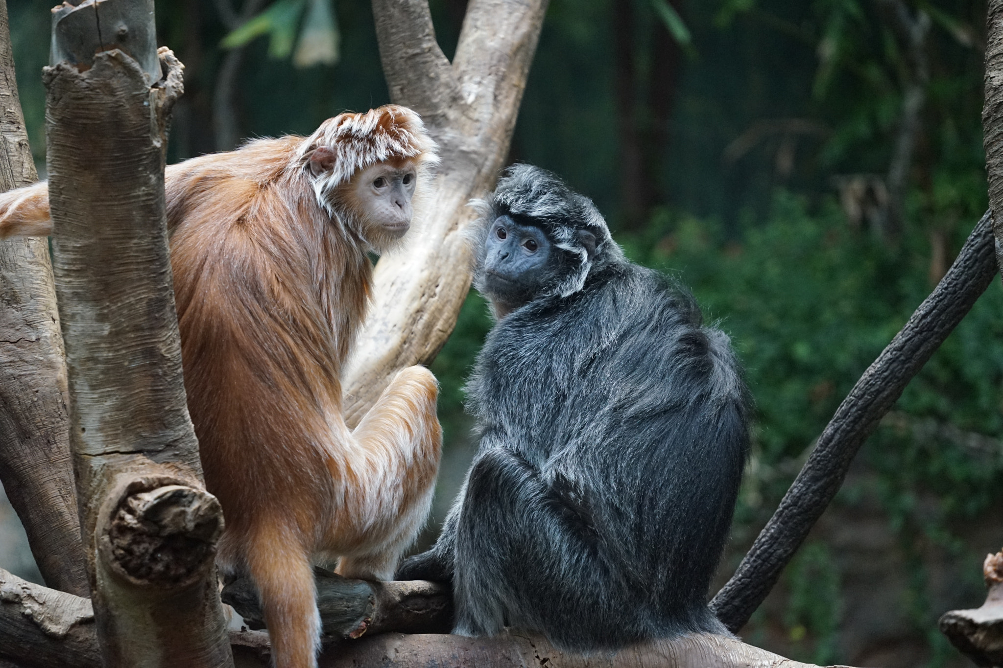 Sony FE 70-300mm F4.5-5.6 G OSS sample photo. Monkey photography