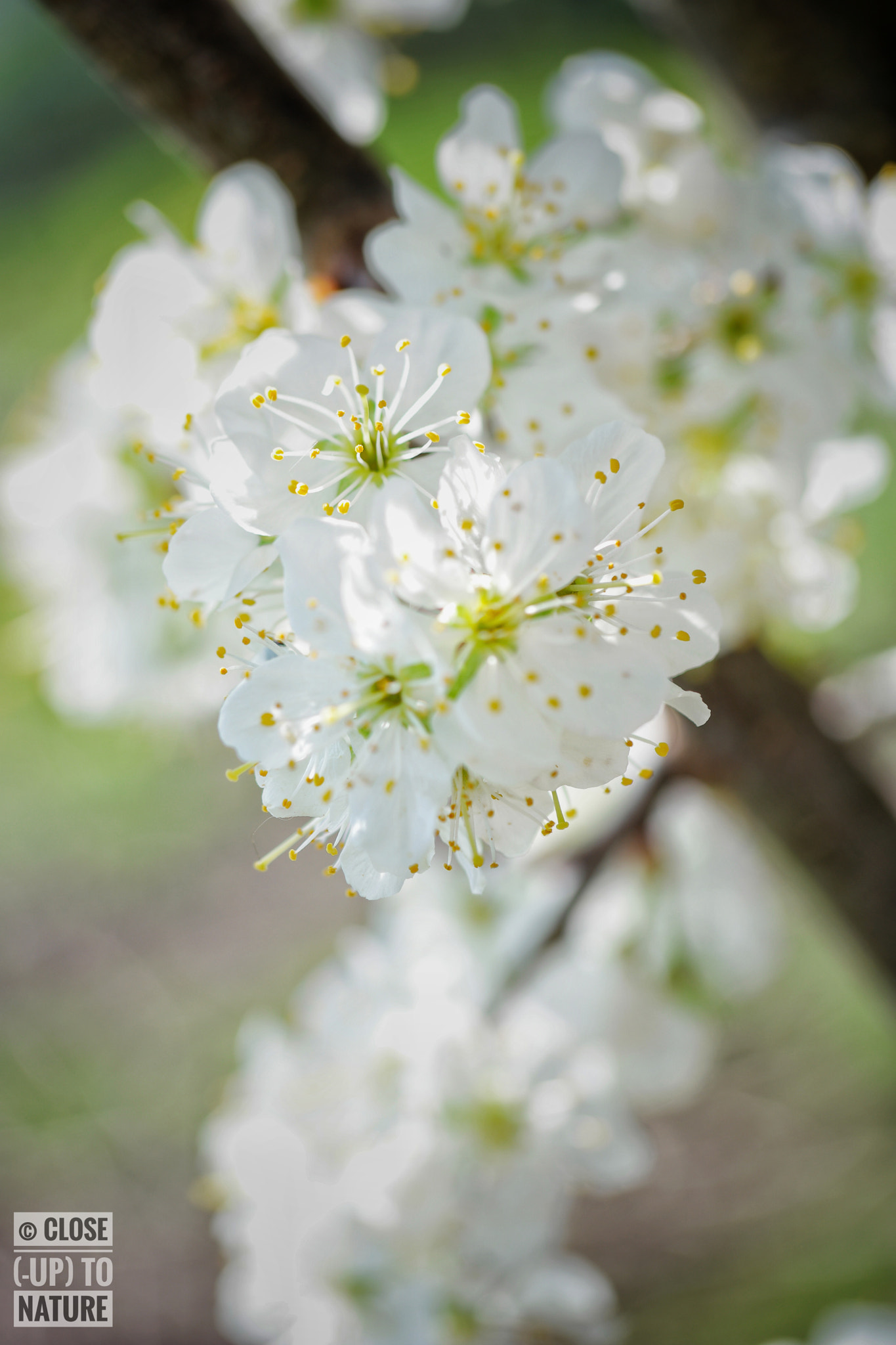 Samsung NX500 sample photo. Prunus domestica (2) photography