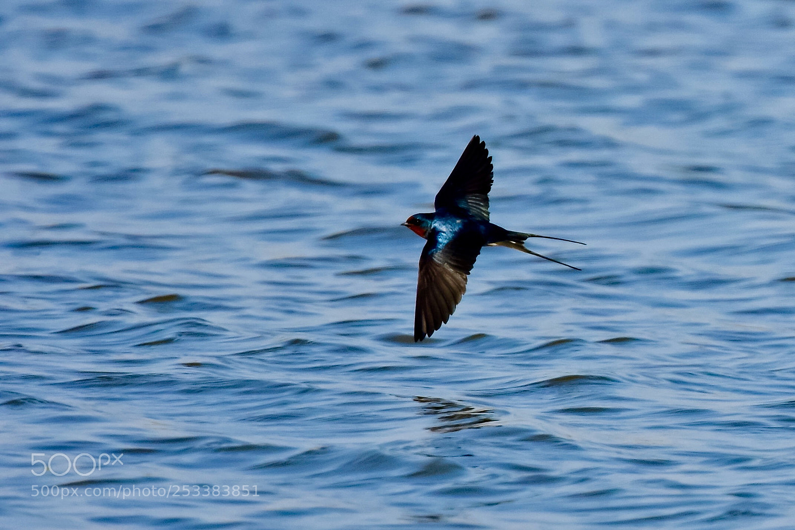 Nikon D7200 sample photo. Flying swallow photography