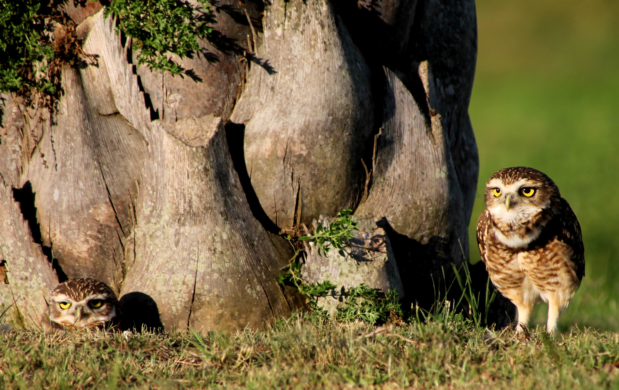 Canon EF 75-300mm f/4-5.6 sample photo. I'd rather stay at home photography