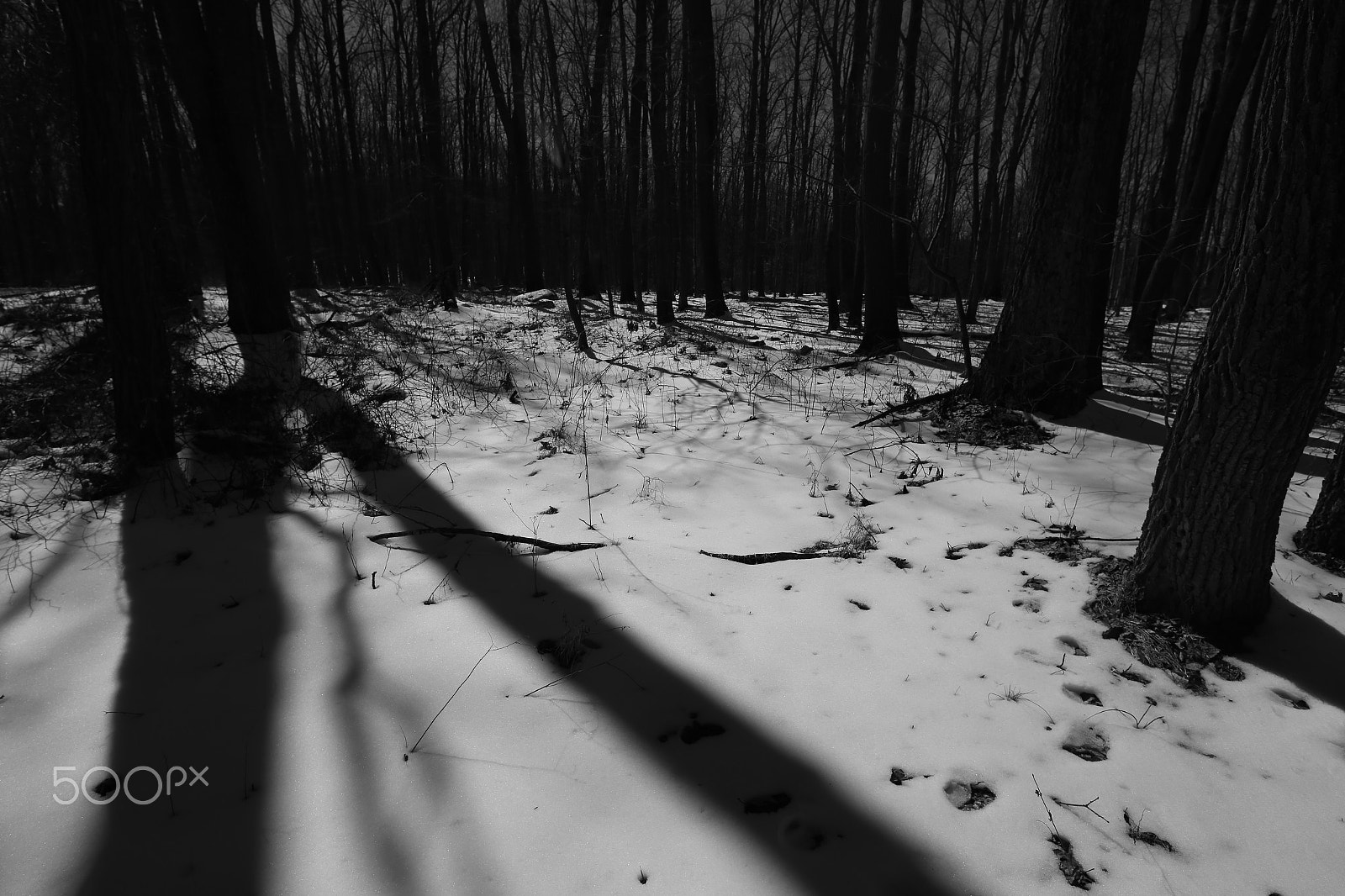 Canon TS-E 17mm F4L Tilt-Shift sample photo. Snow under shadow photography