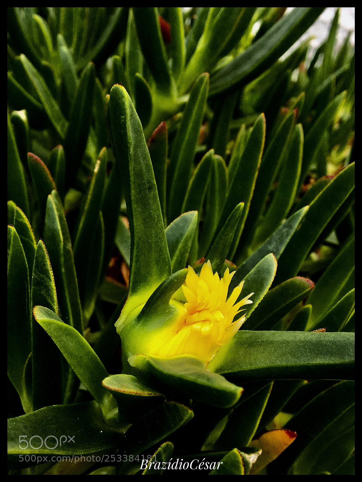Apple iPhone 6s sample photo. Untitled photography