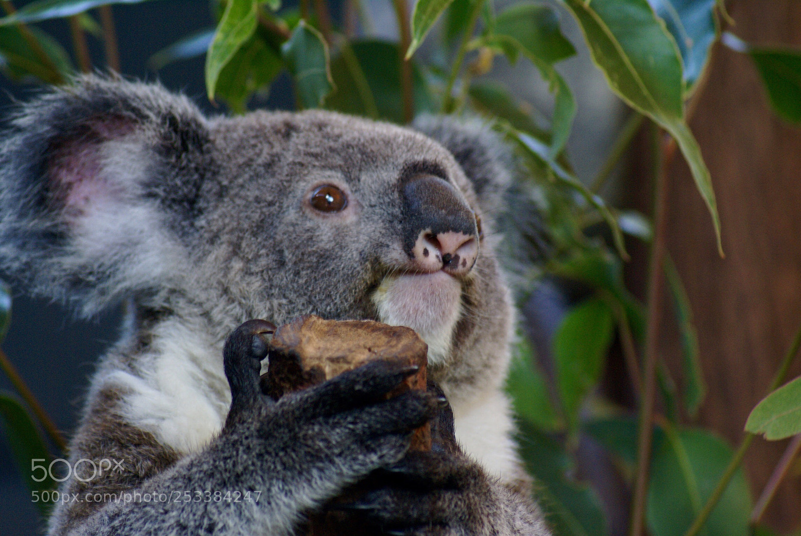 Sony Alpha DSLR-A100 sample photo. Koala photography