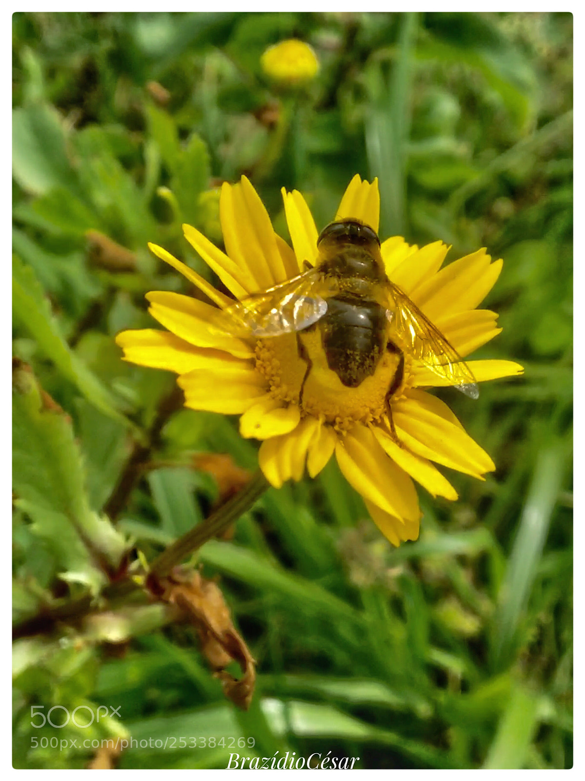 Apple iPhone 6s sample photo. Untitled photography