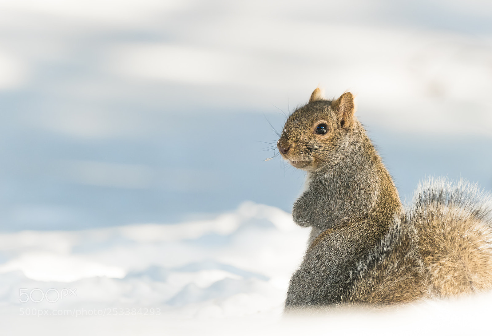 Sony SLT-A99V sample photo. Grey squirrel photography