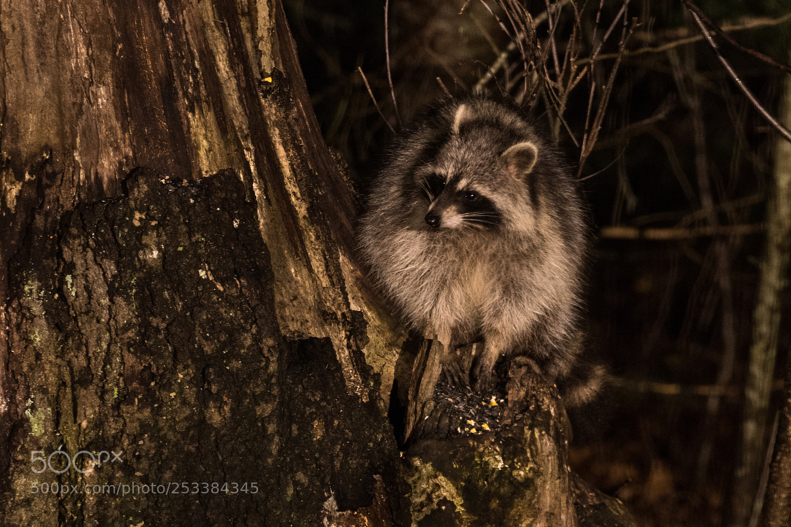 Canon EOS 7D Mark II sample photo. Raccoon photography