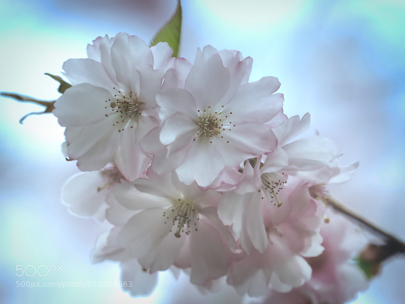 Olympus OM-D E-M1 sample photo. Cherry blossom photography