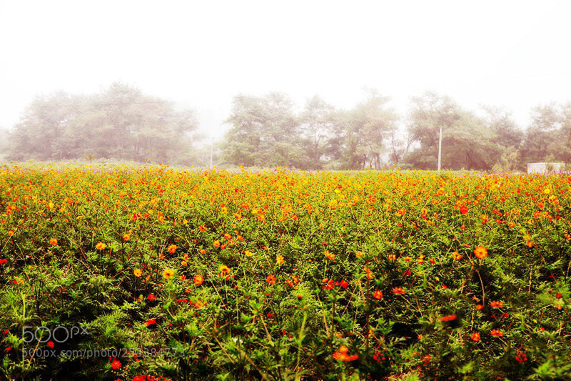 Canon EOS 50D sample photo. W photography