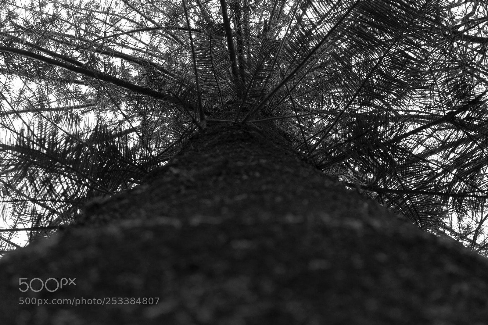 Canon EOS 600D (Rebel EOS T3i / EOS Kiss X5) sample photo. Abstract tree photography