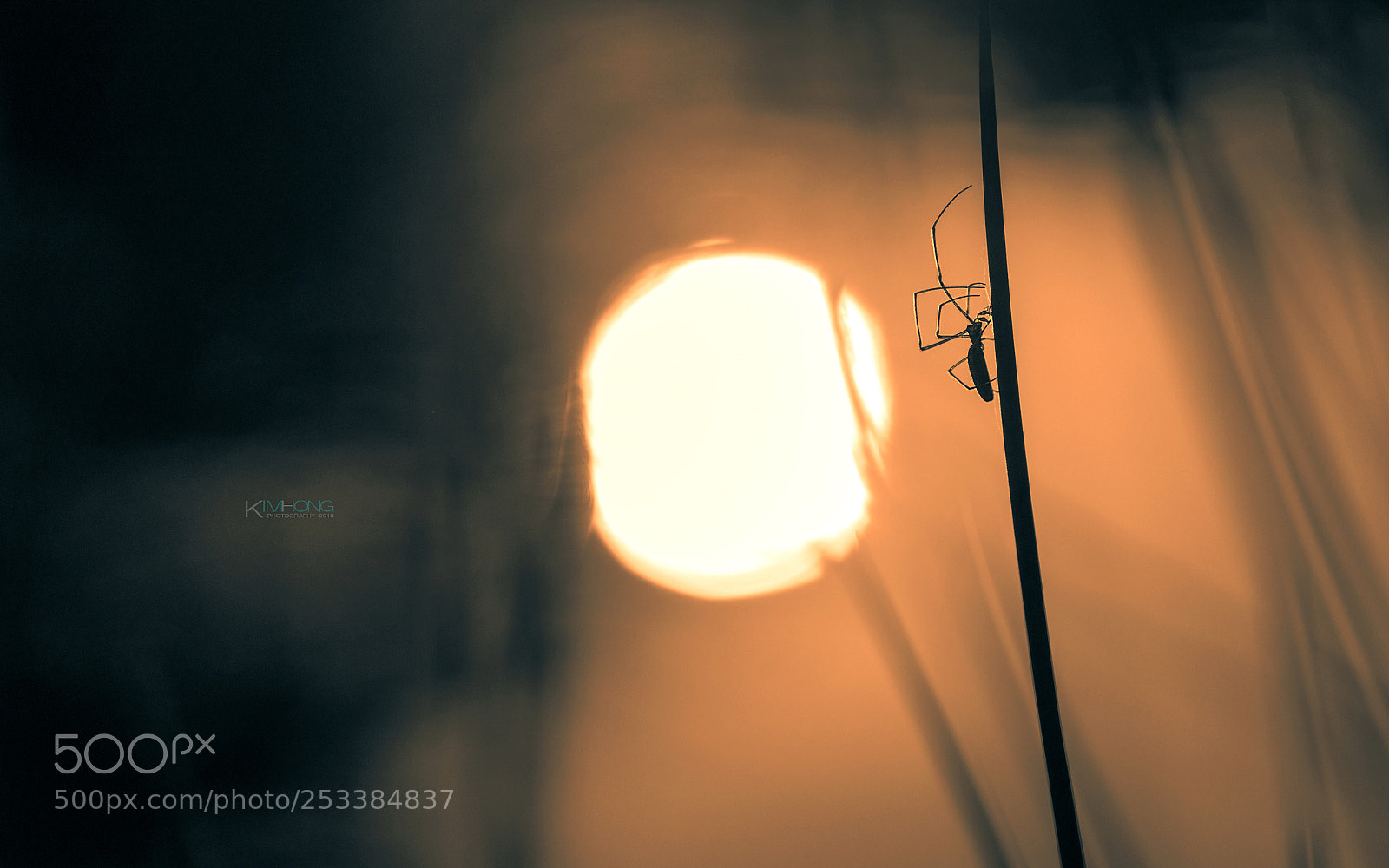 Sony a7R II sample photo. Untitled photography