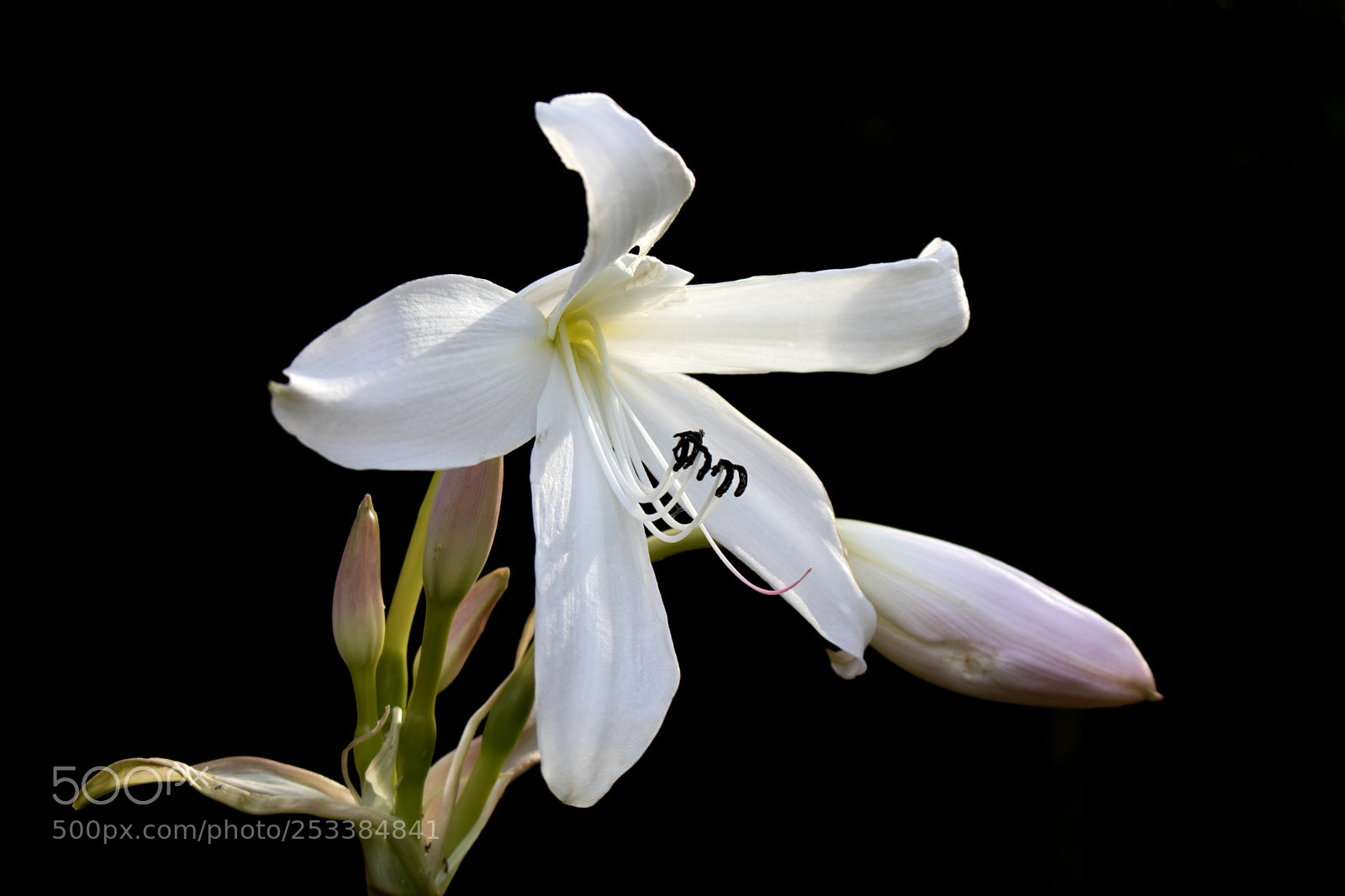 Canon EOS 750D (EOS Rebel T6i / EOS Kiss X8i) sample photo. Mystic flower photography