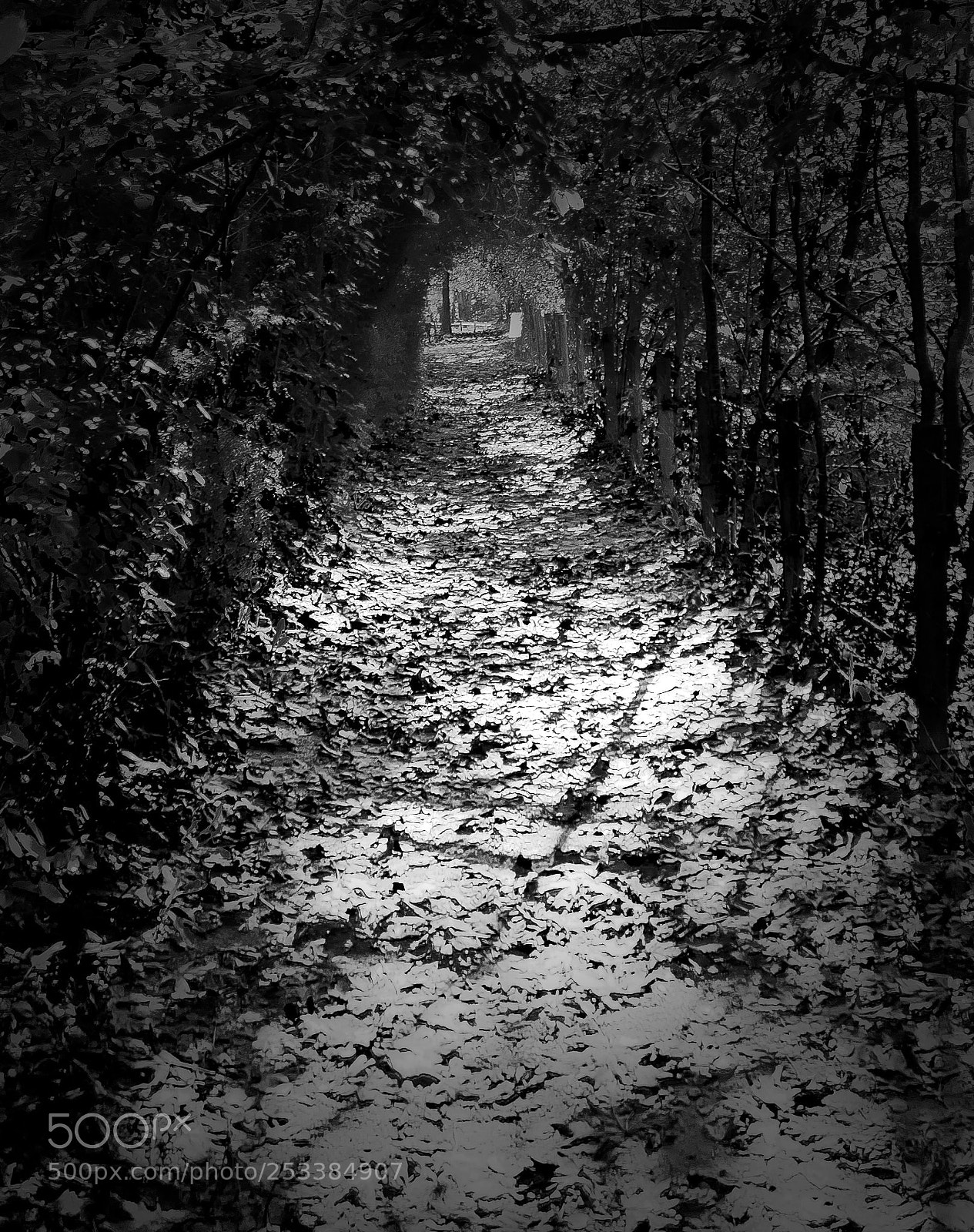 Sony Alpha DSLR-A300 sample photo. Untitled photography