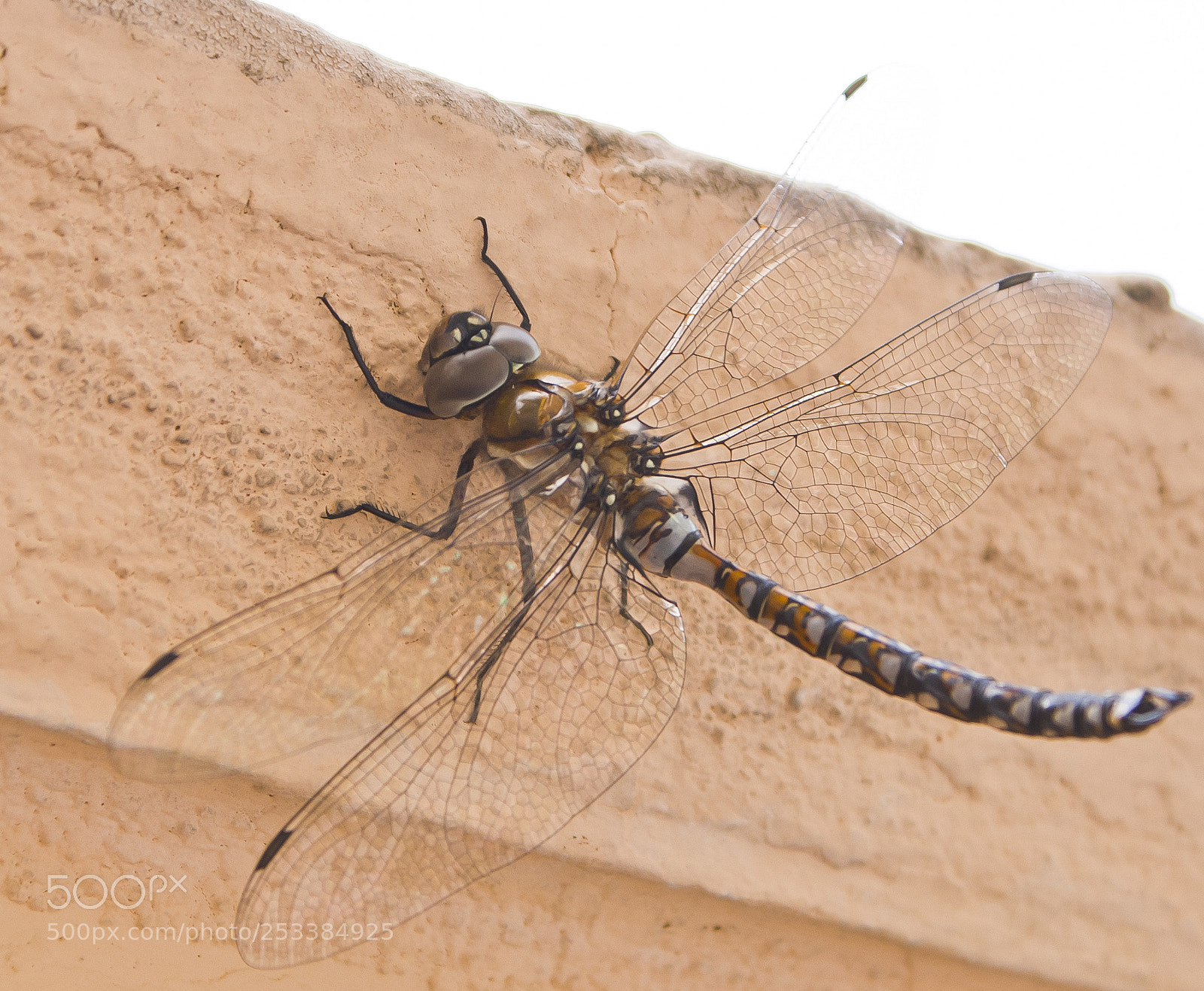 Sony Alpha DSLR-A300 sample photo. Untitled photography