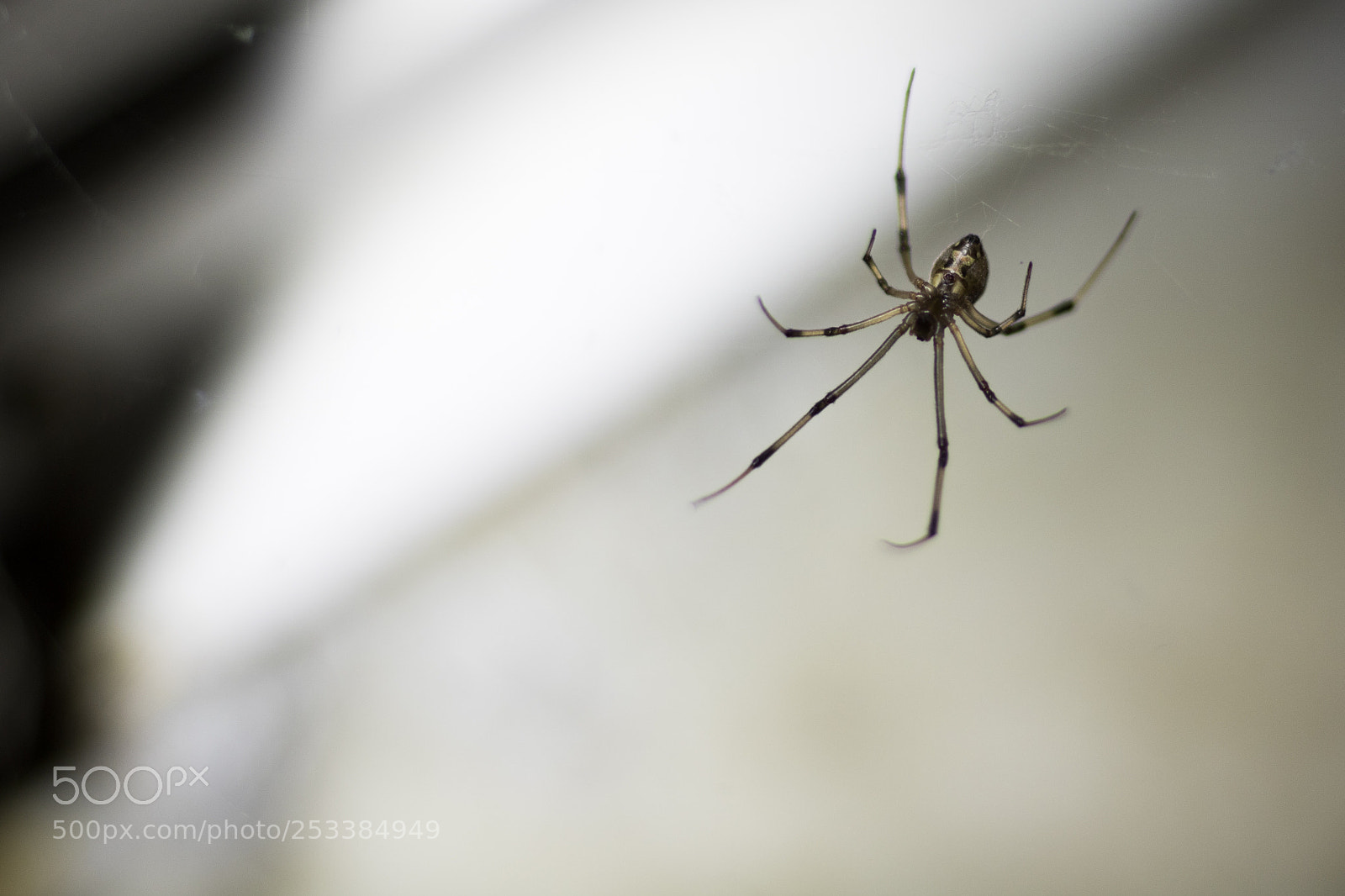 Canon EOS 750D (EOS Rebel T6i / EOS Kiss X8i) sample photo. "arachnotomy" photography