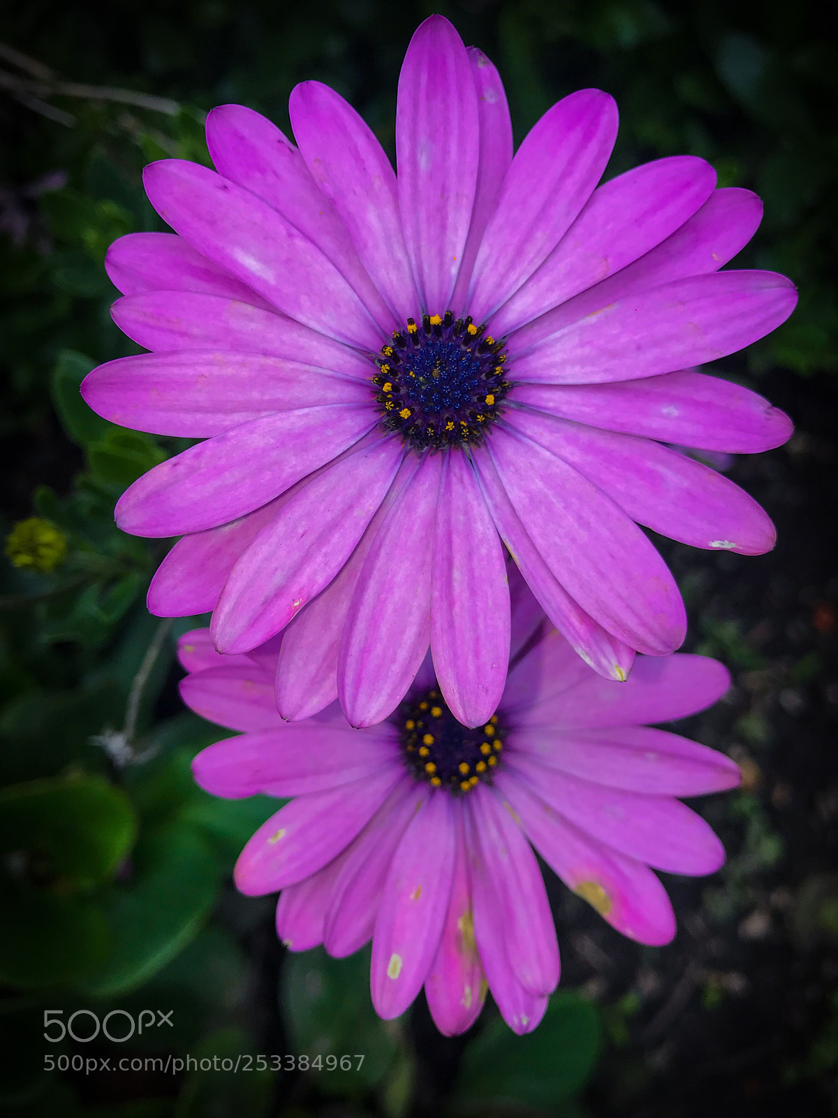 Apple iPhone 7 sample photo. Jard n bot nico photography