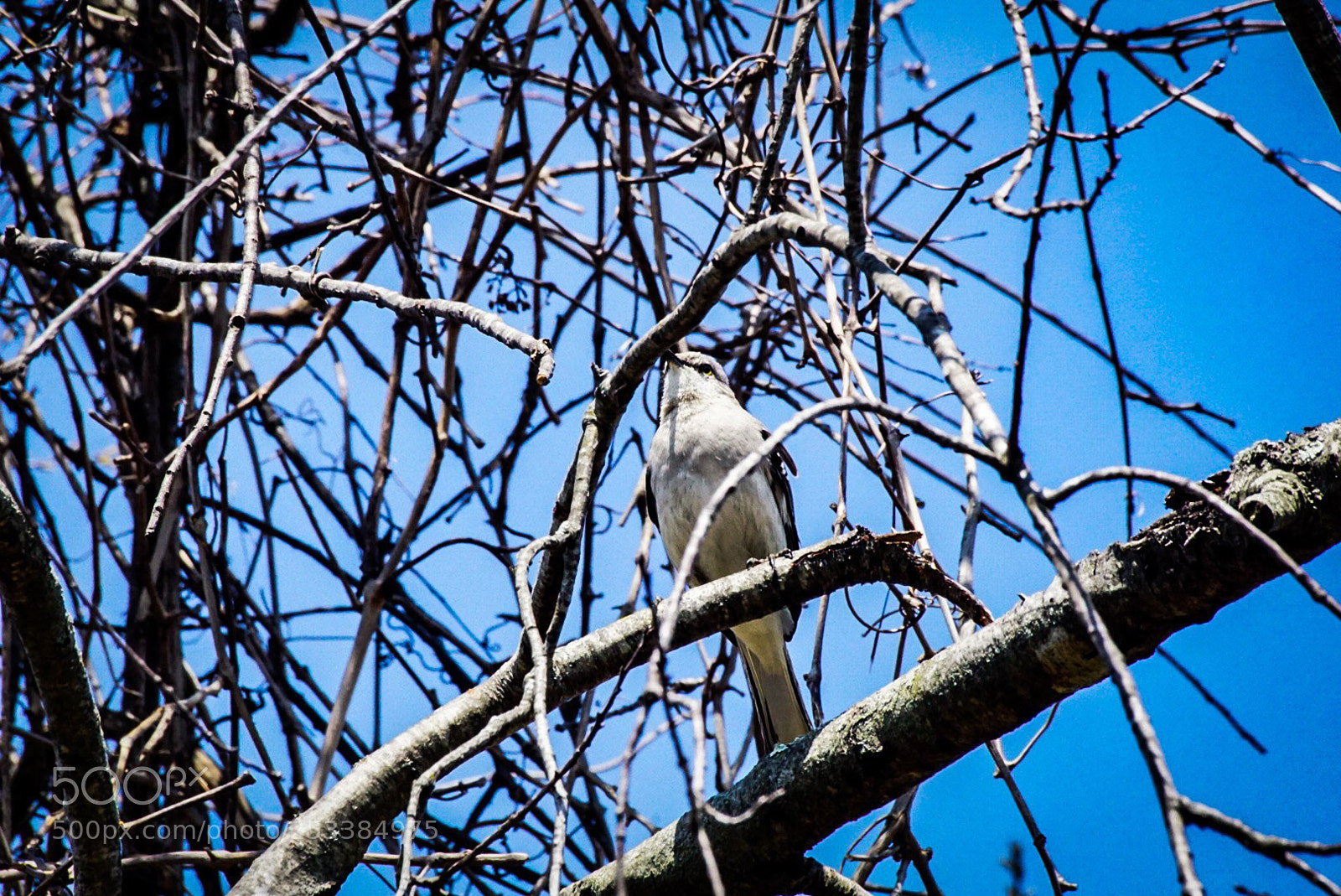 Sony a6000 sample photo. Bird up 1 photography