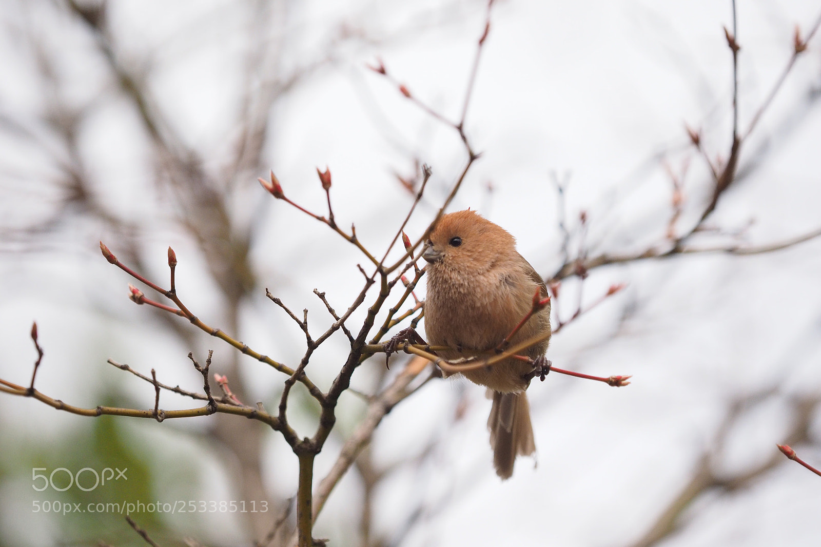 Olympus OM-D E-M1 sample photo. 2018.04.13 unlucky spring bird photography