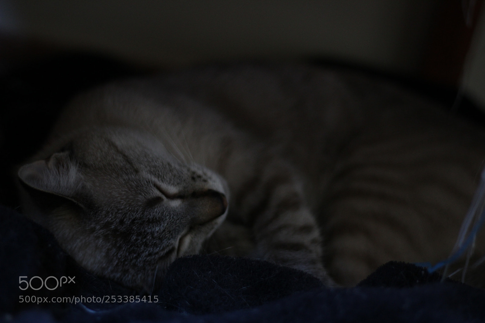 Canon EOS 1200D (EOS Rebel T5 / EOS Kiss X70 / EOS Hi) sample photo. Naptime photography