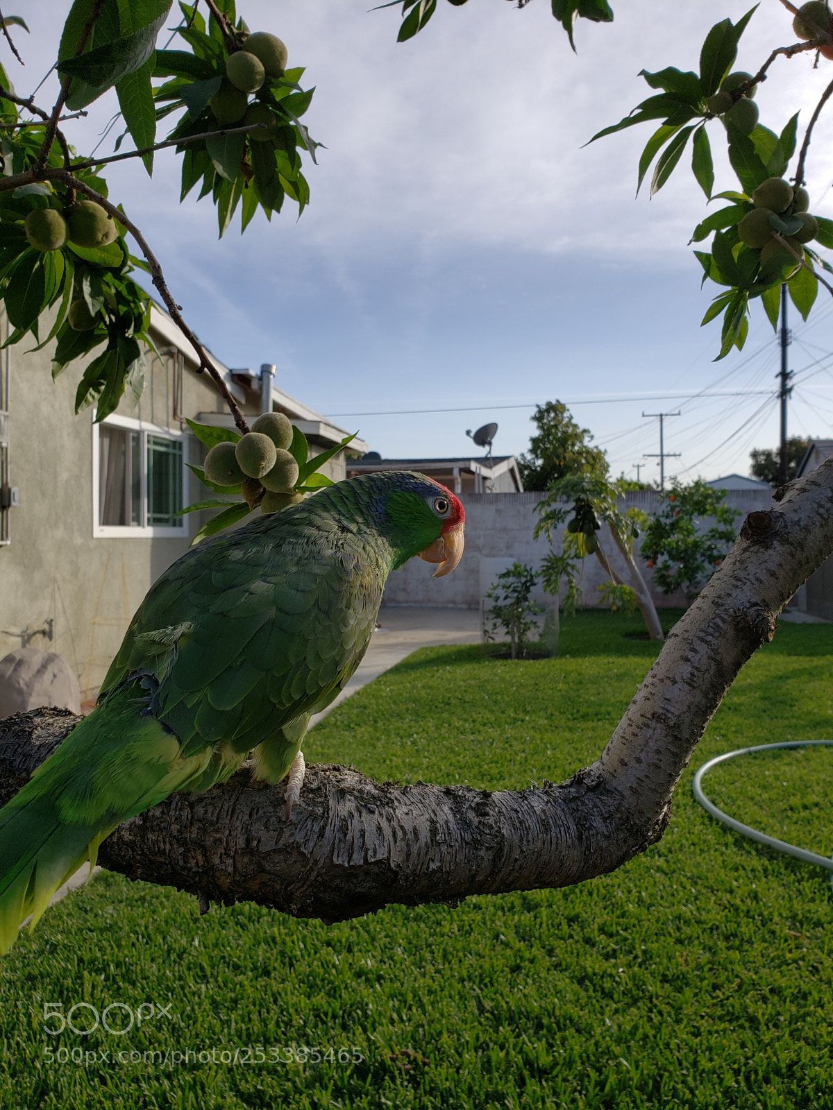 Samsung Galaxy S9+ sample photo. Fly photography