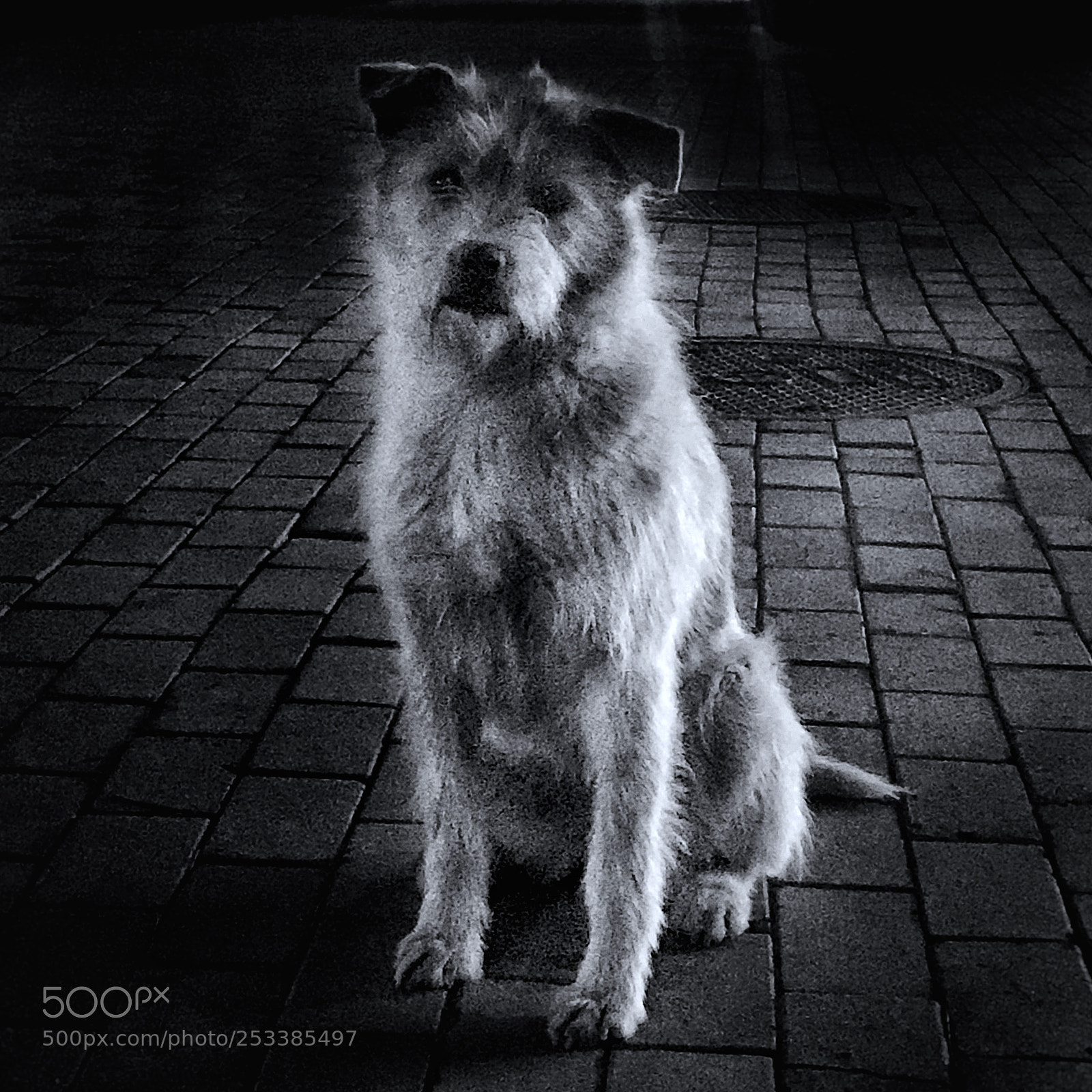 Apple iPhone 7 Plus sample photo. Dog photography