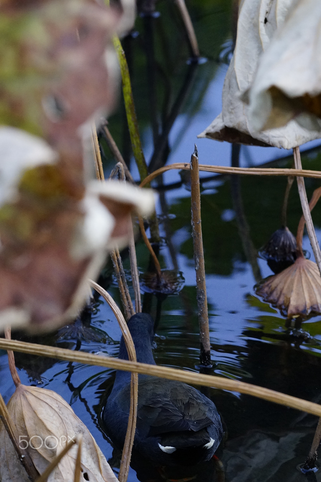 Sony Sonnar T* 135mm F1.8 ZA sample photo. Dsc1979 photography