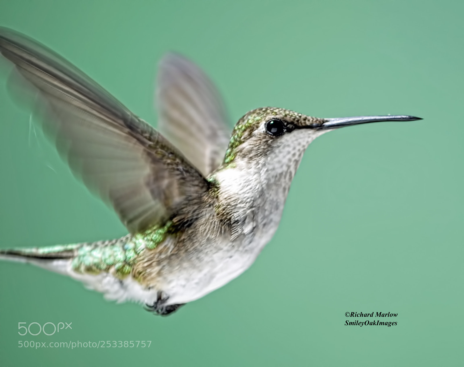 Nikon D5000 sample photo. Hummingbird photography
