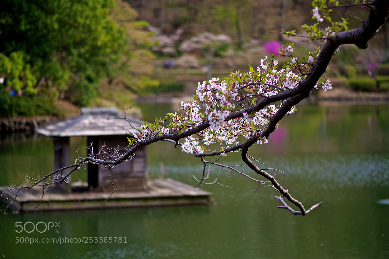 Pentax K-1 sample photo. Pond and cherry blossom photography