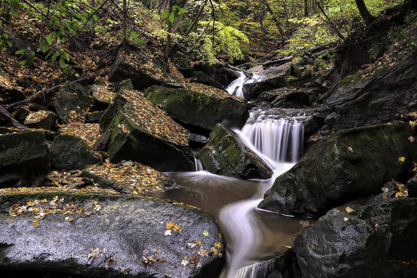 Nikon D600 sample photo. Rain of leaves photography