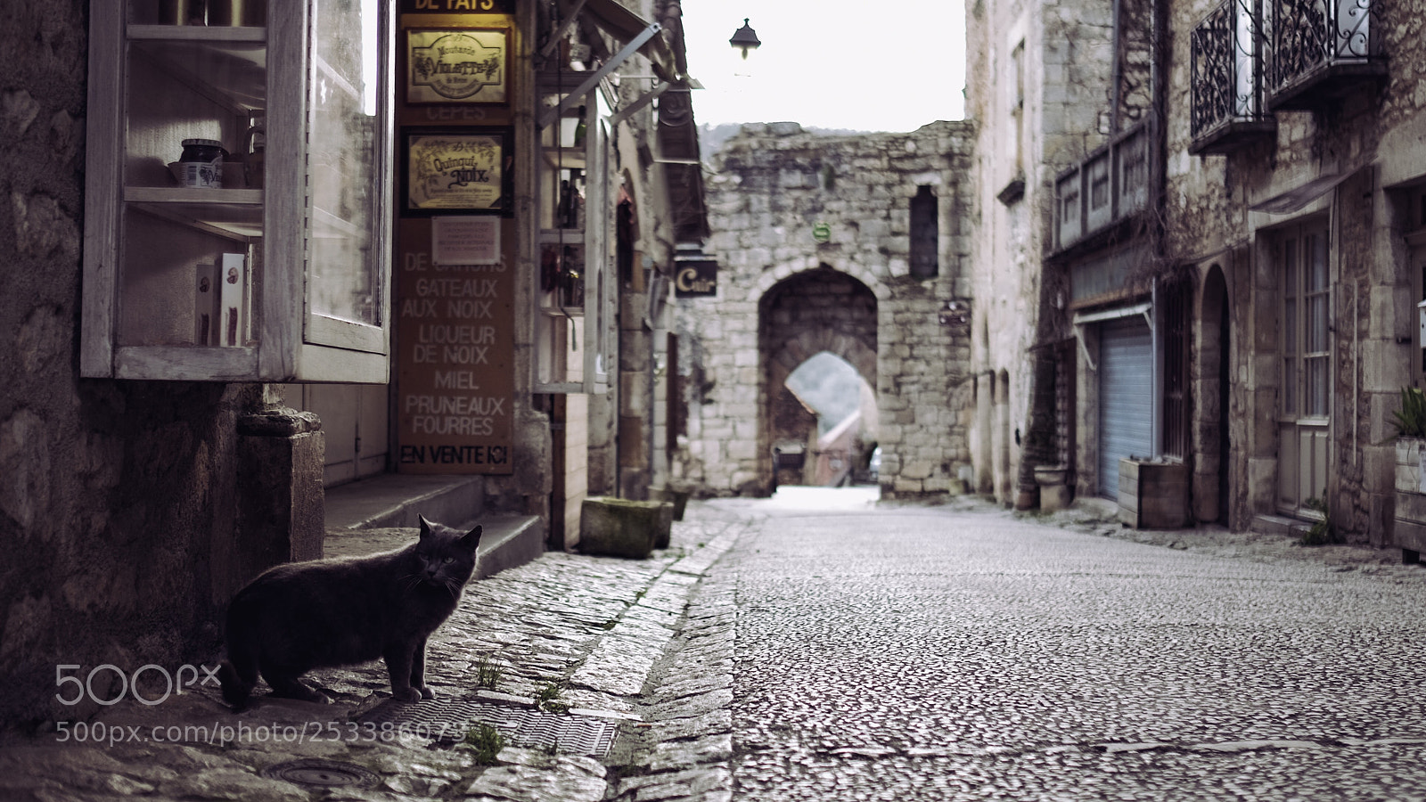 Fujifilm X-T10 sample photo. Le chat noir photography