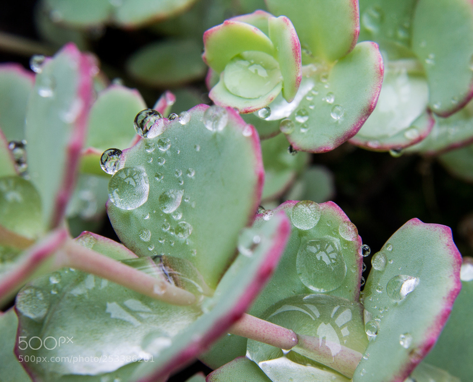 Canon EOS 1100D (EOS Rebel T3 / EOS Kiss X50) sample photo. Droplets photography
