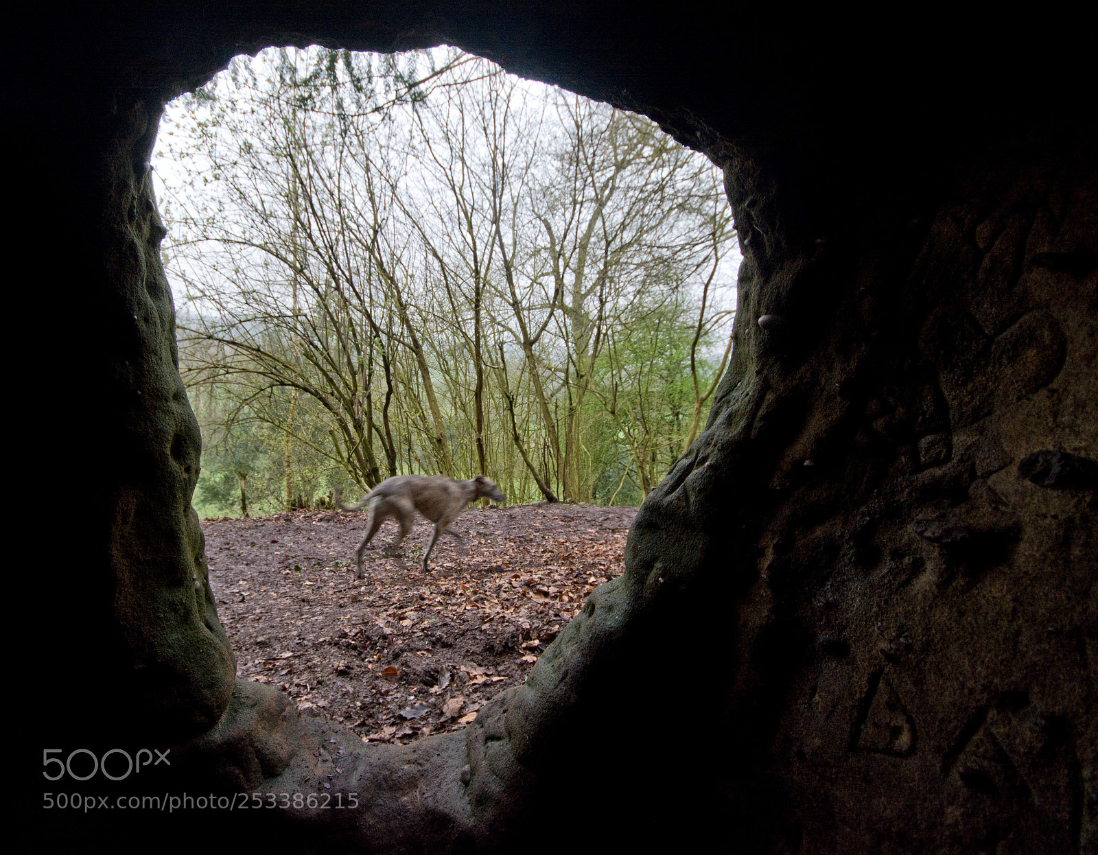Nikon D7100 sample photo. Dog viewed from cave photography