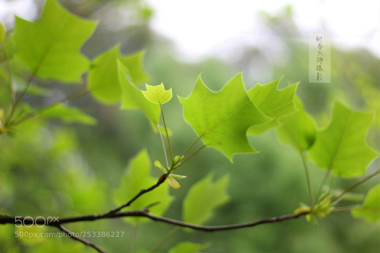 Canon EOS 60D sample photo. 叶子 photography