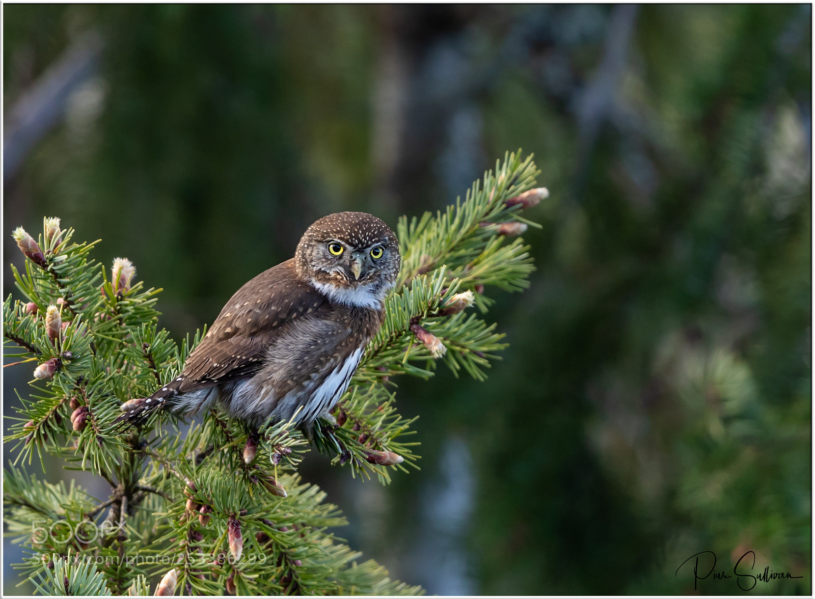Canon EOS-1D X Mark II sample photo. Northern pygmy owl photography